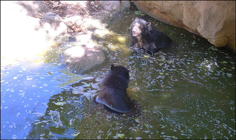 Vi var ikke langt unna å hoppe ut i vannet sammen med brillebjørnene for å unngå varmen. De koste seg i alle fall!
