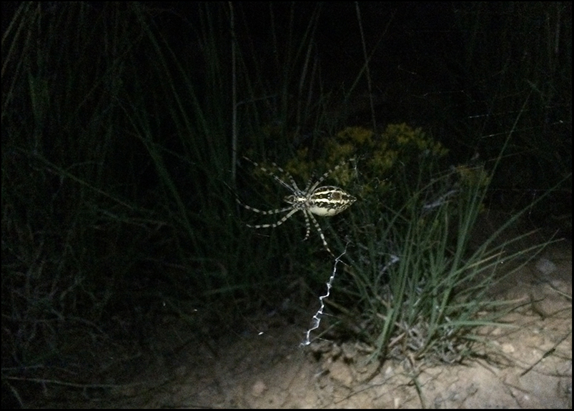 Digg å lyse rundt med lommelykt og se forholdsvis store edderkopper har spunnet nett en halv meter over bakken mellom trær og busker. Jeg er ikke redd edderkopper, men selv jeg kjente litt på det at det ville ikke vært veldig kult å gå igjennom et spindelvev og få slike edderkopper på seg…