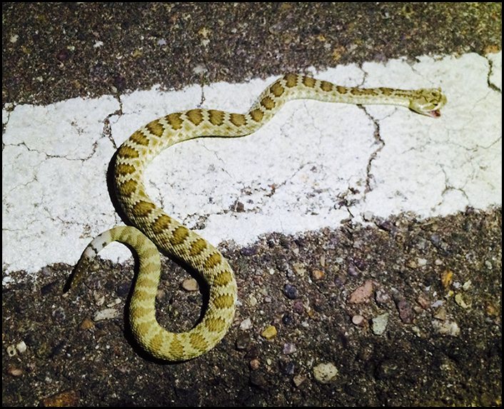 Bilveier er farlige for dyr, og når man atpåtil er en slange som mange folk velger å heller sikte på enn å kjøre utenom så sier det seg selv at døde slanger langs veiene ser man overalt. Det er et kjempetrist syn hver gang.