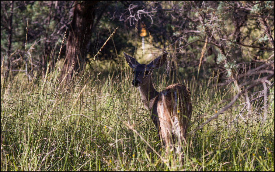 Morgenidyllen var stor i fjellområdene ved Chiricahua, og vi så flere mulhjort.