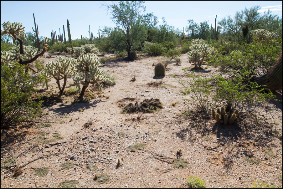 …Og velkommen til Sonoranørkenen, hvor planter er designet til å drepe deg. Seriøst, det finnes omtrent ikke en eneste vekst i området her som ikke beskytter seg med sylskarpe nåler. Skikkelig dritterreng å både fotografere i eller gå tur i.