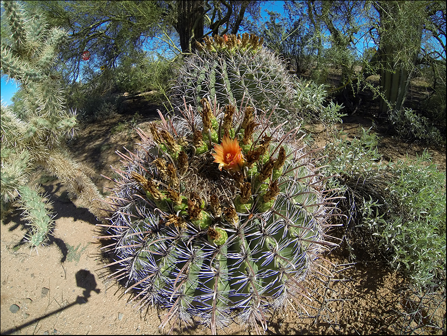Nå var vi i USA på høsten, men visstnok om våren så er ørkenen fantastisk vakker. Alle kaktusene og plantene blomstrer, og forvandler et relativt ensformig dødt landskap til et flott fargespekter.